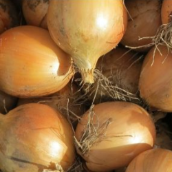 Cebula Nico  f1  250 tyś. nasion precyzyjne st